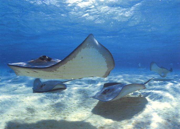 manta-raya.jpg